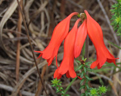 Cyrtanthus staadensis