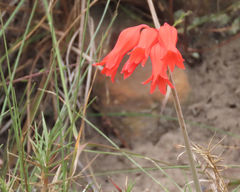 Cyrtanthus staadensis