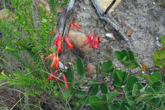 Cyrtanthus staadensis