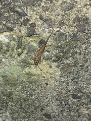 Nesomachilis
