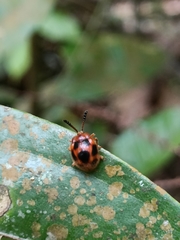 Stenotarsus pardalis