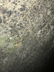 Nesomachilis