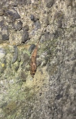 Nesomachilis