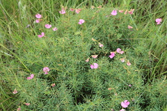 Tephrosia bachmannii