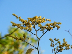 Ventilago