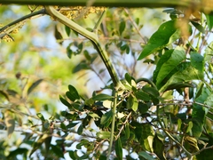 Ventilago