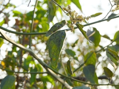 Ventilago