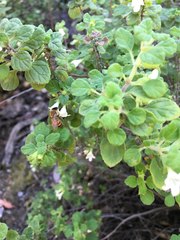 Clinopodium chandleri