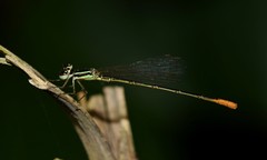 Agriocnemis zerafica