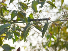 Ventilago