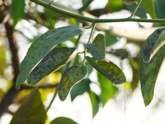 Ventilago
