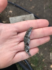 Sceloporus occidentalis
