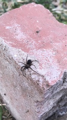 Araneae