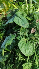 Dioscorea sansibarensis