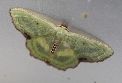 Metallochlora lineata