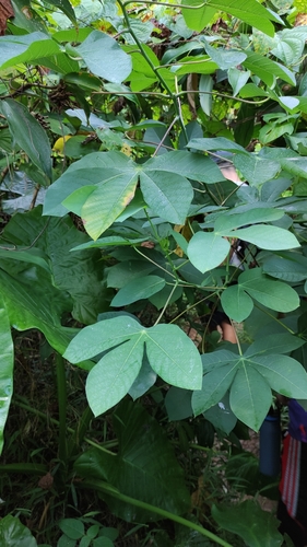 Manihot carthagenensis (Manihot carthagenensis)