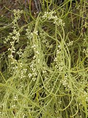 Choretrum glomeratum