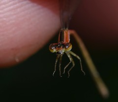 Agriocnemis zerafica