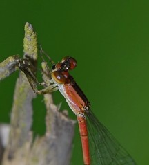 Agriocnemis zerafica