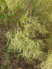 Choretrum glomeratum