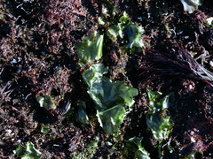 Prasiola meridionalis