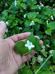 Viola striata