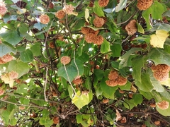 Dombeya × cayeuxii