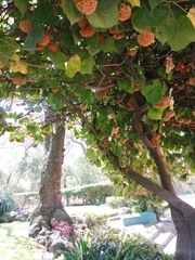 Dombeya × cayeuxii
