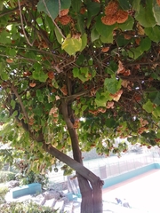 Dombeya × cayeuxii