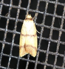 Heteroteucha translatella