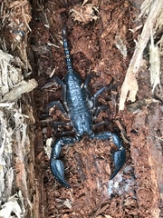 Opisthacanthus elatus