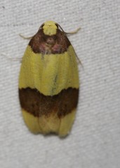 Heterallactis euchrysa