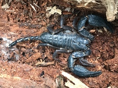 Opisthacanthus elatus
