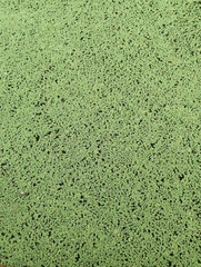 Azolla rubra