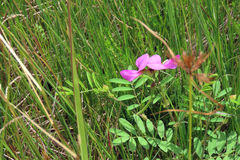 Tephrosia grandiflora