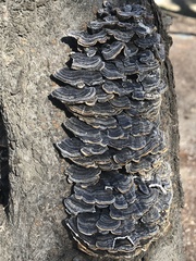 Trametes