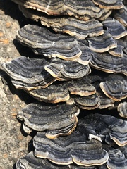 Trametes