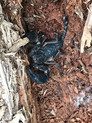 Opisthacanthus elatus