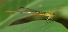 Ceriagrion glabrum