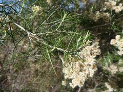 Cassinia laevis