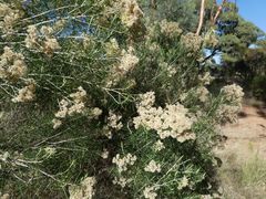 Cassinia laevis