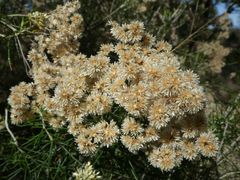 Cassinia laevis