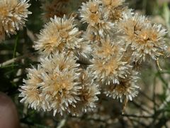 Cassinia laevis