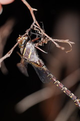 Austroaeschna inermis