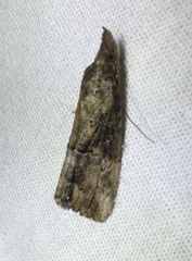 Hypena humuli