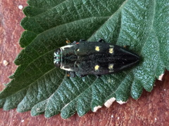 Chrysobothris desmaresti