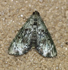 Stericta bryomima