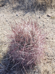 Sclerocactus polyancistrus