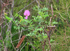 Tephrosia grandiflora