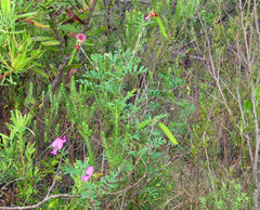 Tephrosia grandiflora